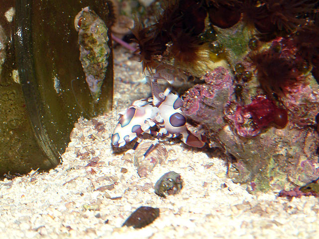 asterina sea stars control