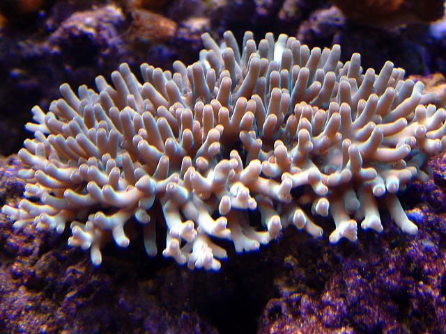 granulosa_0723.jpg