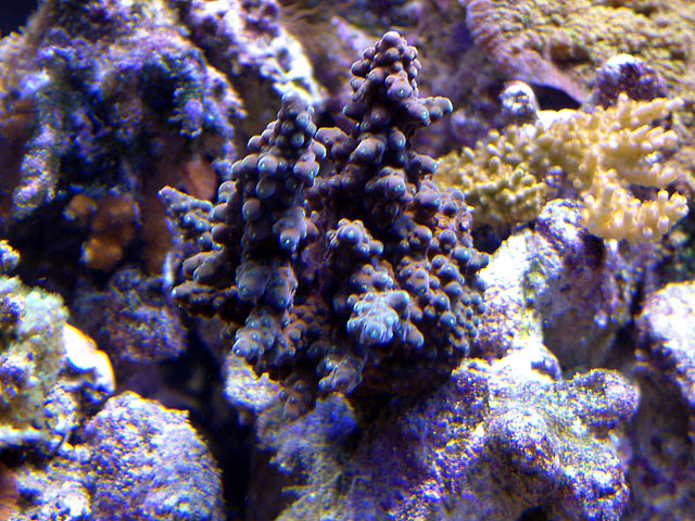 new_acro_0723.jpg