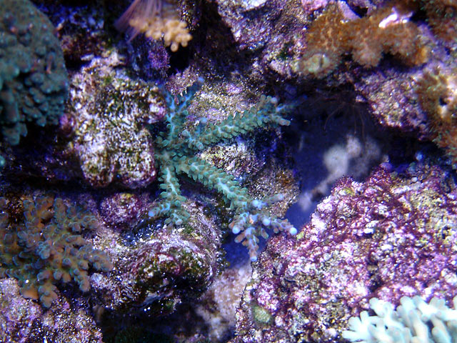 td blue tip acro - A few top down shots from tonight