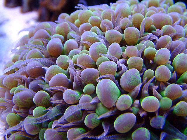bubble coral o - Bubbles