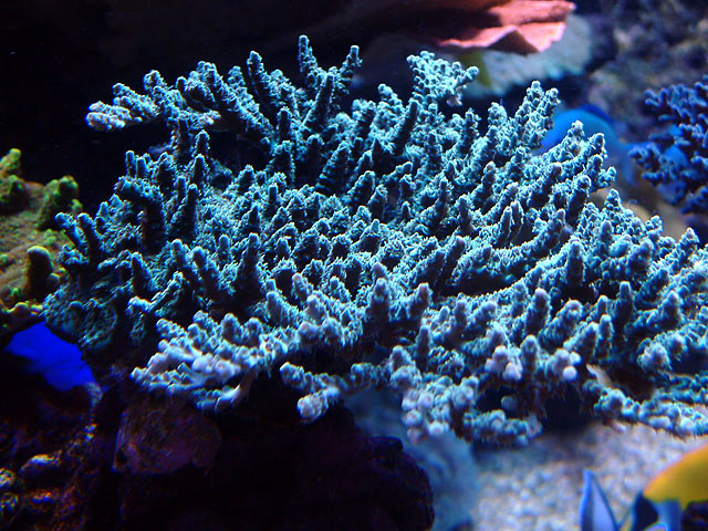 dallis acro5 - Austin - Dallis & Marcus' 600g reef