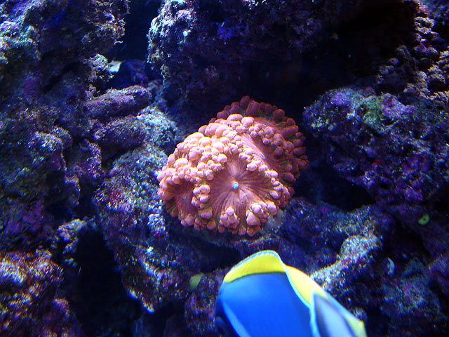 dallis blastos - Austin - Dallis & Marcus' 600g reef