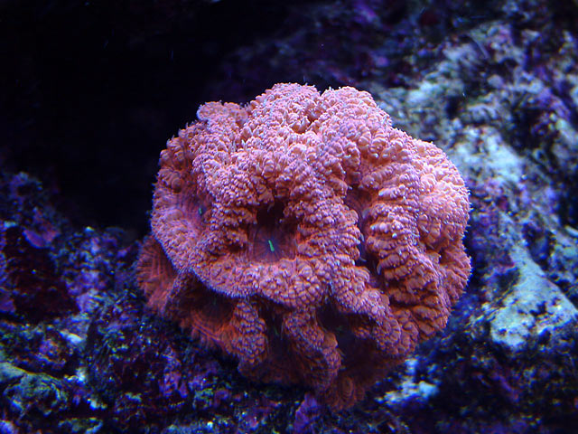 dallis blastos o - Austin - Dallis & Marcus' 600g reef