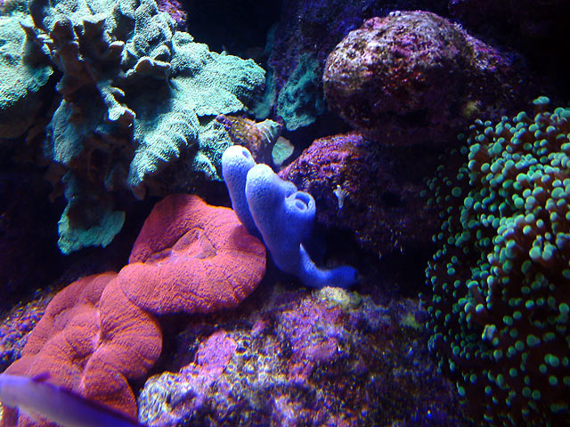 dallis blue sponge - Austin - Dallis & Marcus' 600g reef