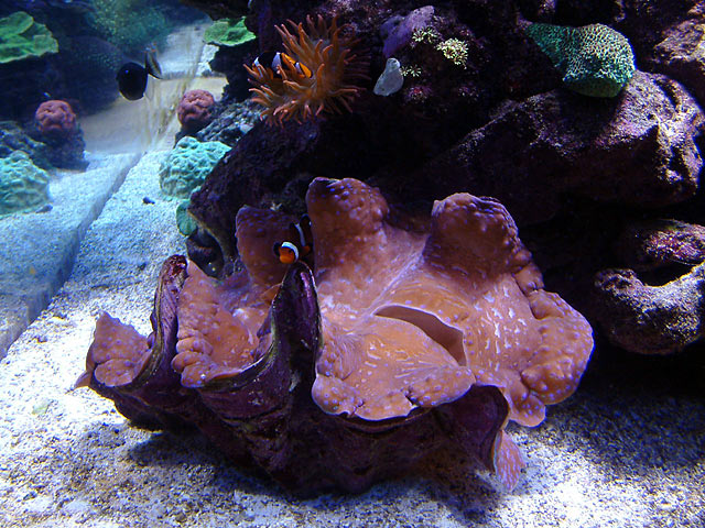 dallis clown in clam - Austin - Dallis & Marcus' 600g reef