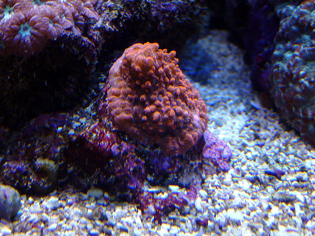 dallis echino - Austin - Dallis & Marcus' 600g reef