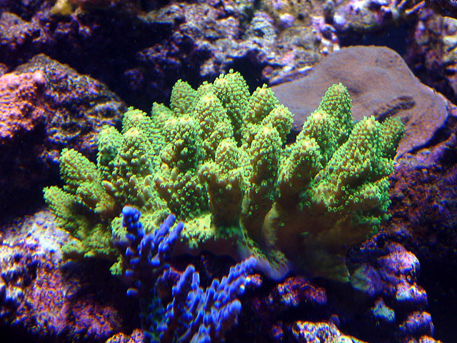 dallis humilis - Austin - Dallis & Marcus' 600g reef