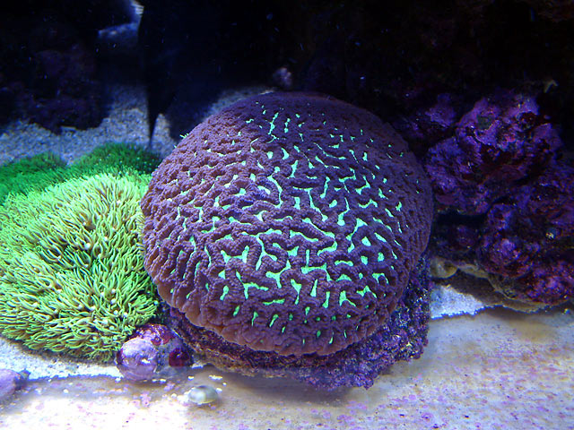 dallis maze - Austin - Dallis & Marcus' 600g reef