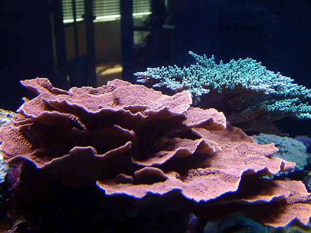 dallis mcap2 - Austin - Dallis & Marcus' 600g reef