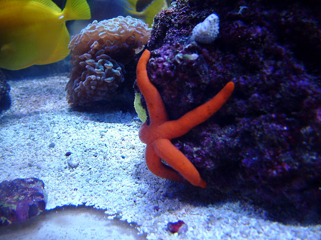 dallis orange linkia - Austin - Dallis & Marcus' 600g reef