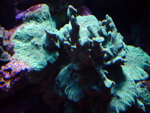 dallis pavona - Austin - Dallis & Marcus' 600g reef
