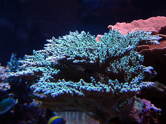 dallis tabling acro - Austin - Dallis & Marcus' 600g reef