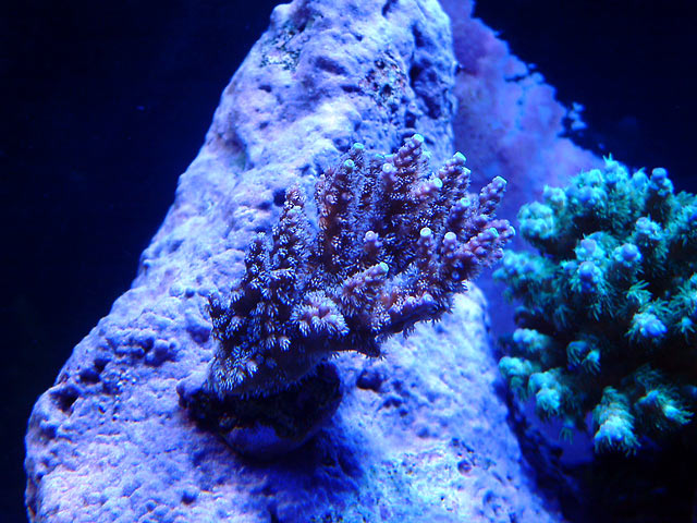 gabriel acro2 - Austin - Gabriel's 125g reef