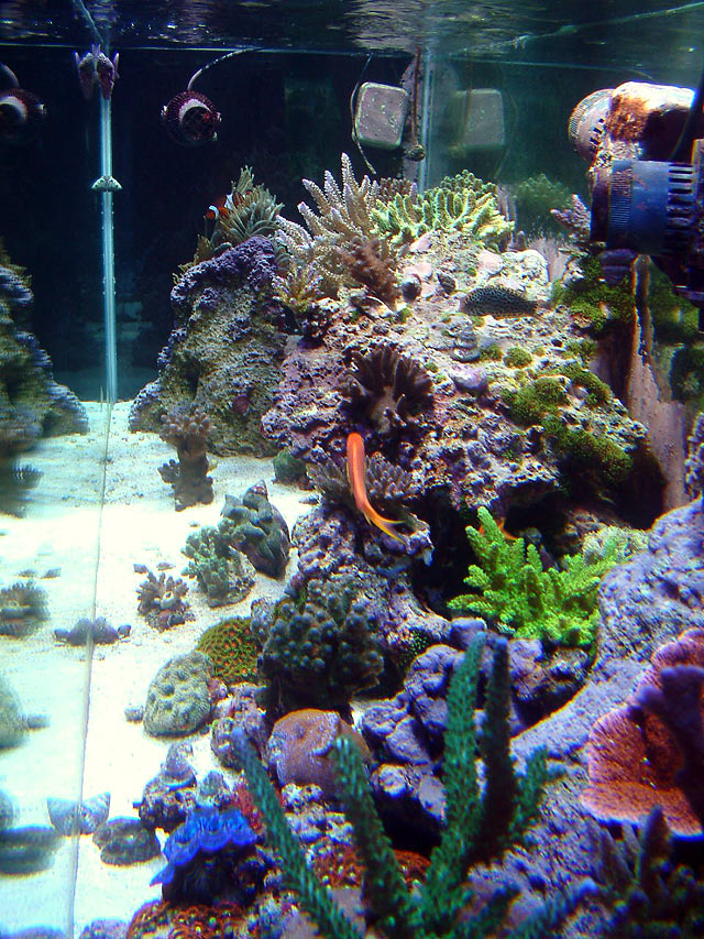 gabriel eot lg - Austin - Gabriel's 125g reef