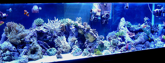 gabriel fts - Austin - Gabriel's 125g reef