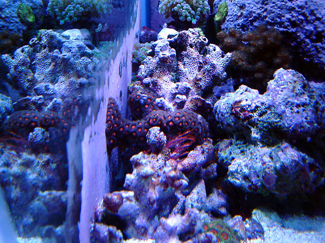 gabriel left side - Austin - Gabriel's 125g reef