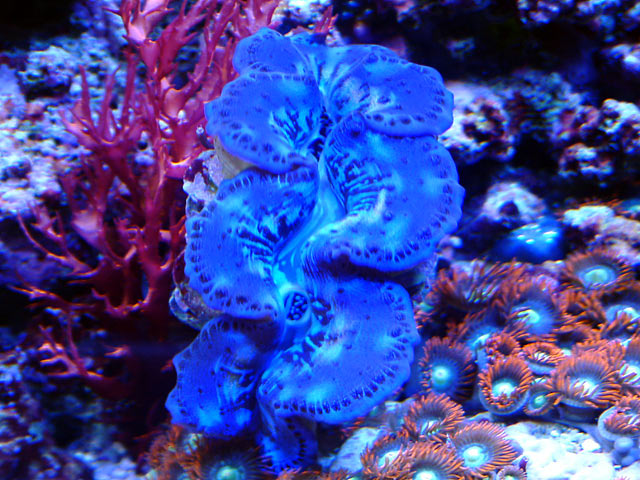 gabriel maxima - Austin - Gabriel's 125g reef