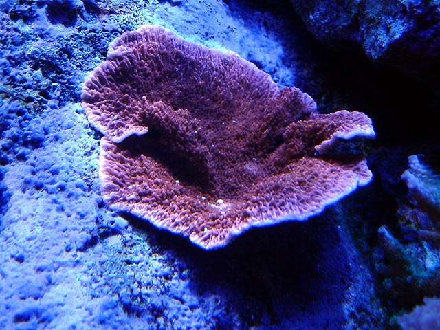 gabriel mcap - Austin - Gabriel's 125g reef