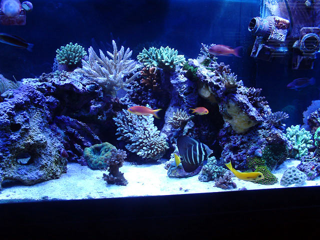 gabriel middle - Austin - Gabriel's 125g reef