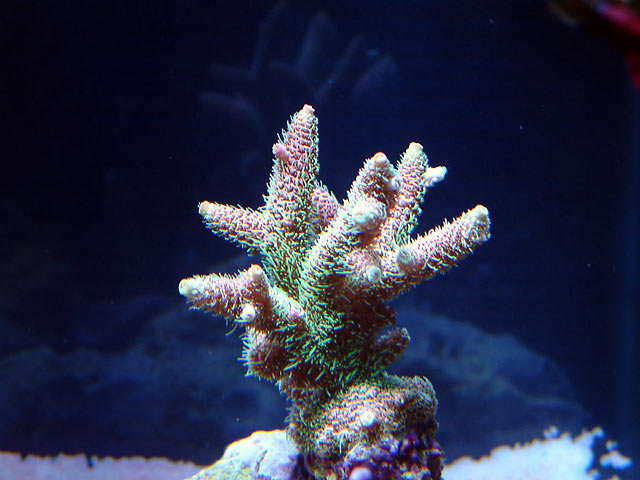 gabriel milli pink - Austin - Gabriel's 125g reef