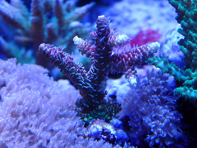 gabriel prostrata - Austin - Gabriel's 125g reef