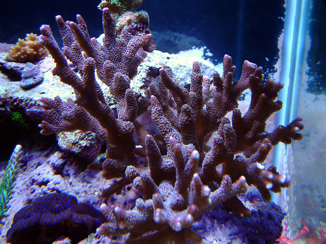 gabriel purple digitata - Austin - Gabriel's 125g reef