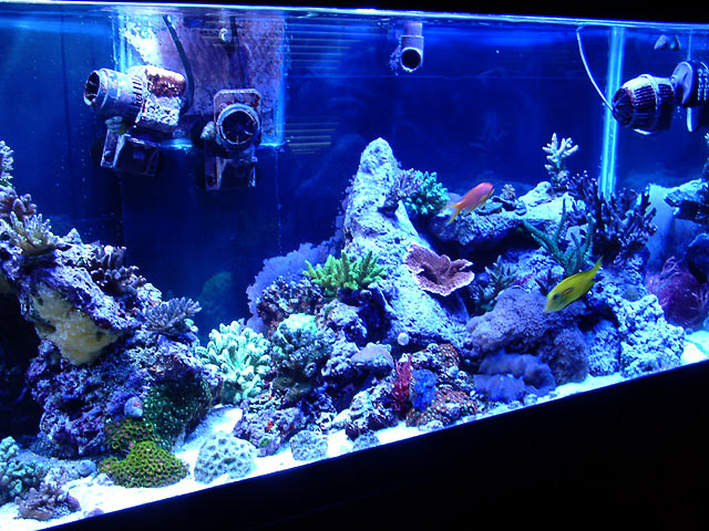 gabriel right side - Austin - Gabriel's 125g reef