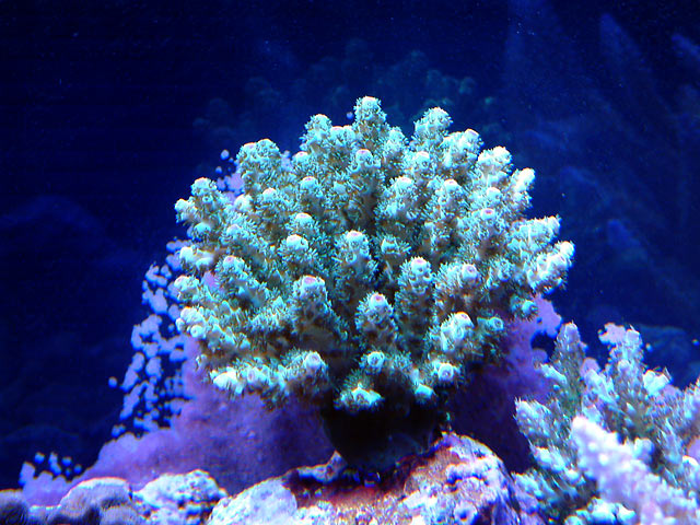 gabriel sarmentosa - Austin - Gabriel's 125g reef