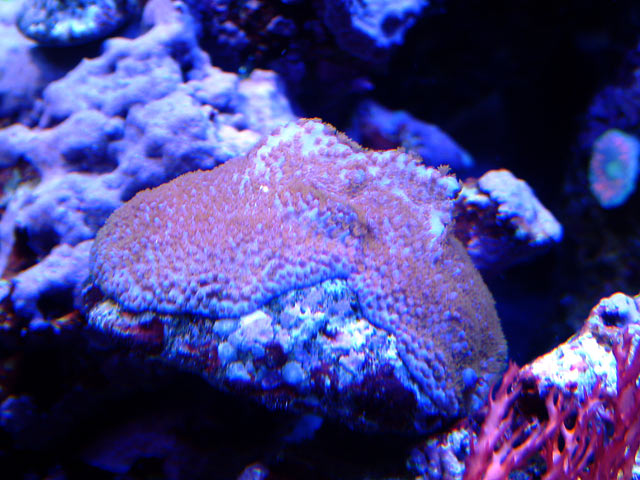 gabriel superman monti - Austin - Gabriel's 125g reef