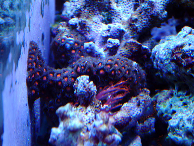 gabriel zoas - Austin - Gabriel's 125g reef