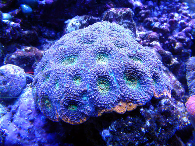 le acan - Austin - Joseph Le's 125g