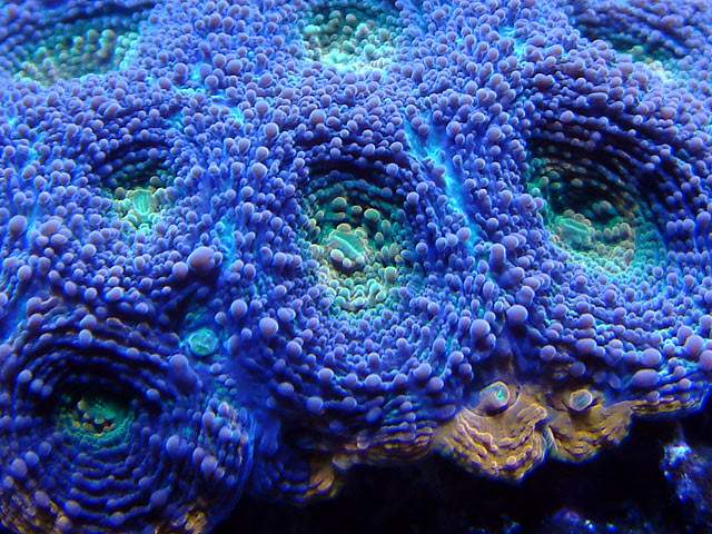 le acan oo - Austin Tank Tour pictures