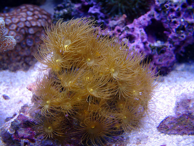 le_yellow_polyps.jpg