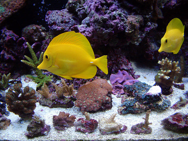 le yellow tangs - Austin - Joseph Le's 125g