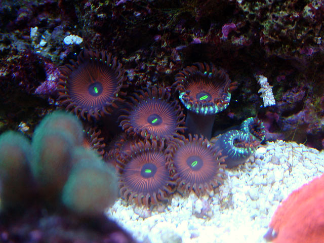 le_zoas_rpe.jpg