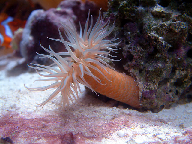 nano_rock_anemone.jpg