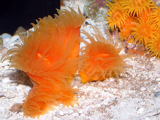 dendro_polyps.jpg