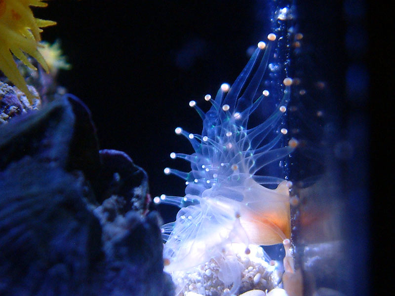 orange ball flashlight - My suncoral tank