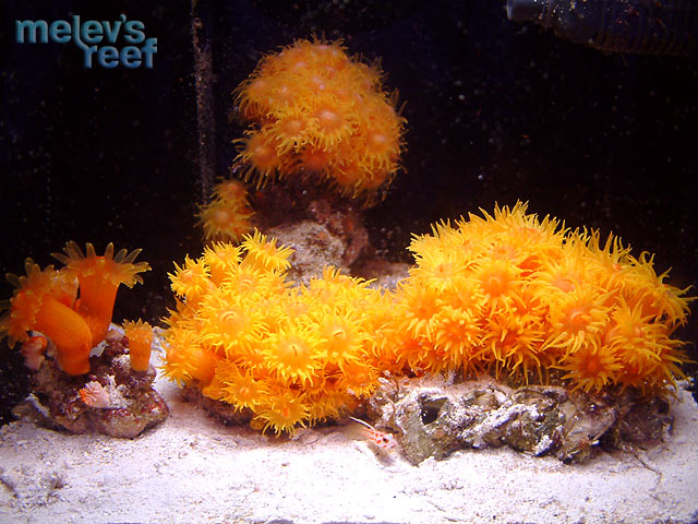 suncoral tank - Let's hear about your tank!