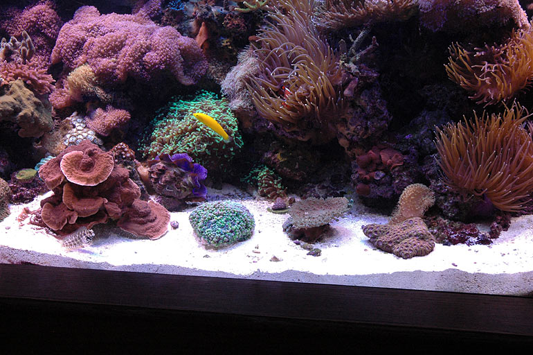 EP.5 Choosing Reef Aquarium Sand - Substrate for Saltwater 