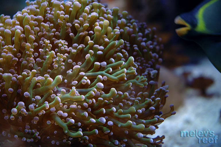 frogspawn 0329 - Time for some eye candy