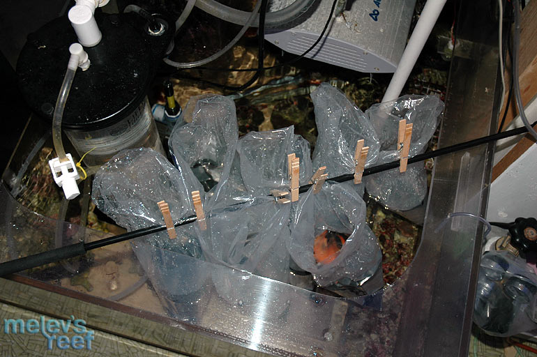 floating_bags_clipped.jpg
