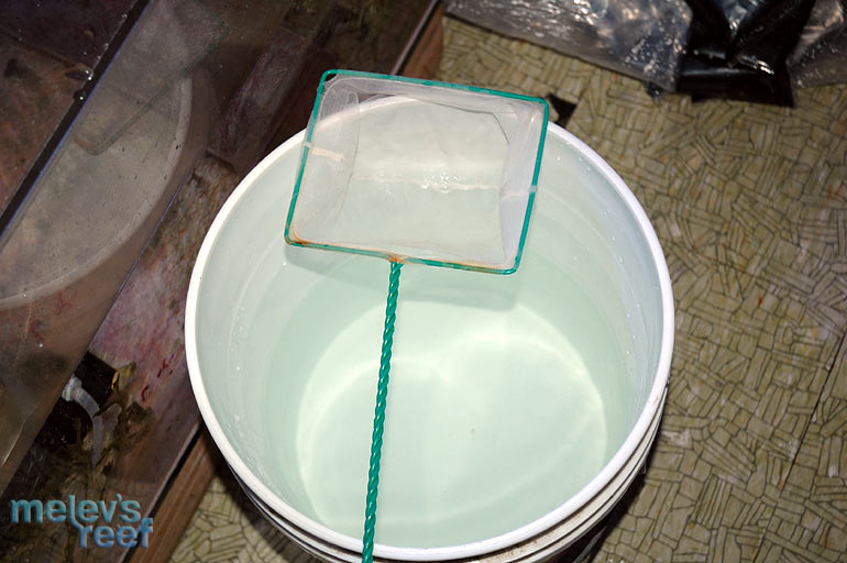 net_over_bucket.jpg