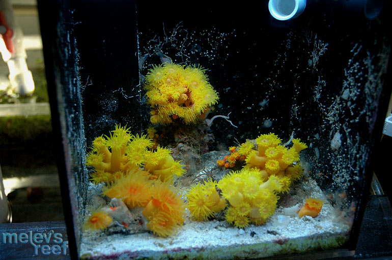 suncorals1.jpg