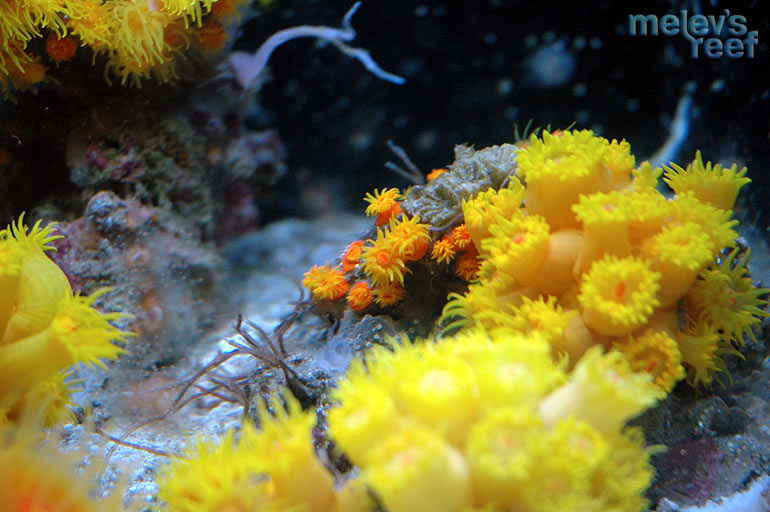 suncorals2.jpg