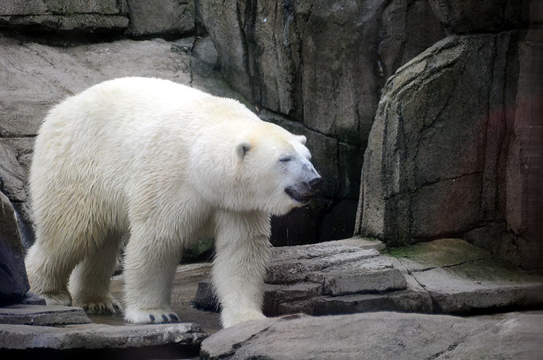 polar_bear1.jpg