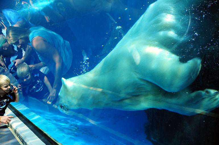 polar_bear2.jpg