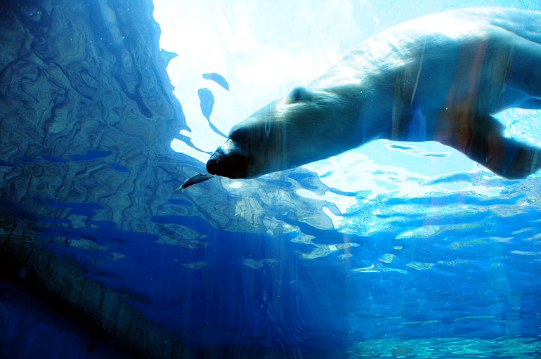 polar_bear3.jpg