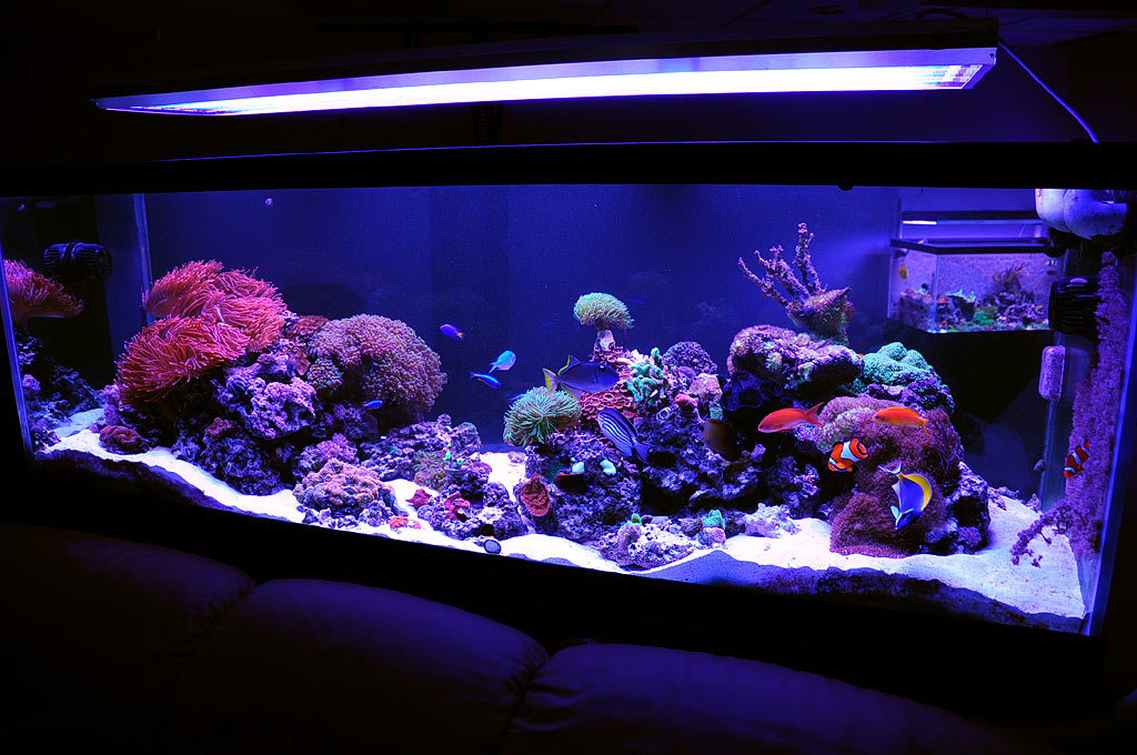 rays_reeftank.jpg